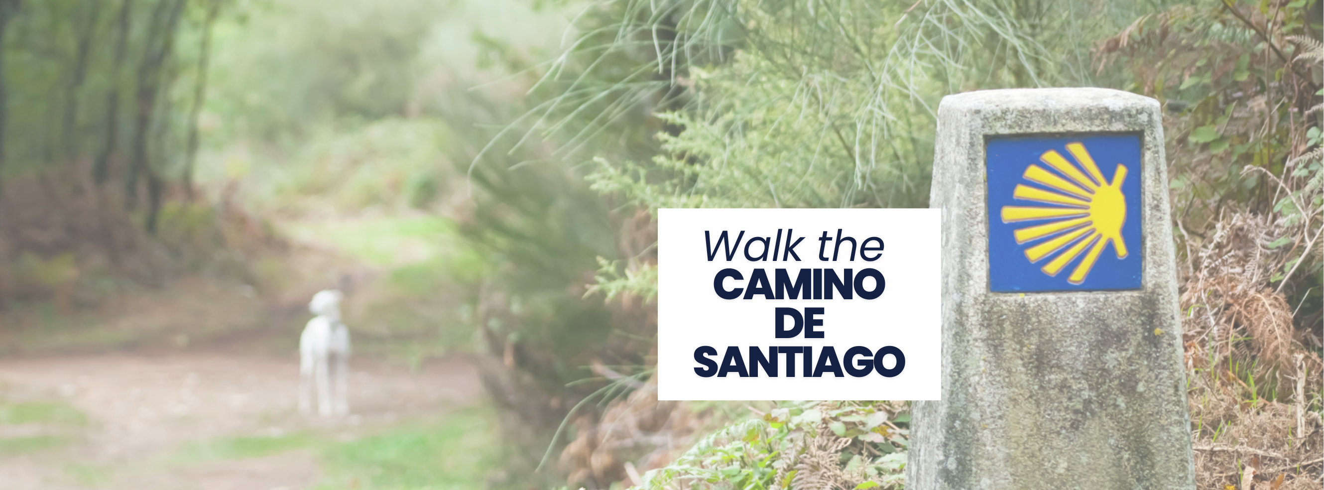 camino header